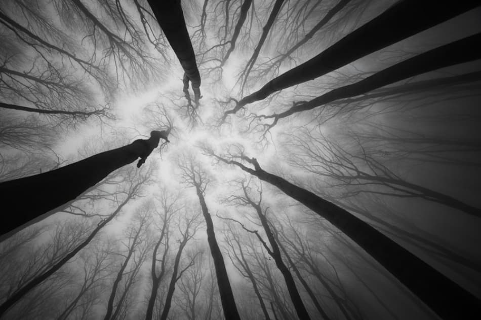 Eerie Winter Forest by PhotoCosma — canvas wall art