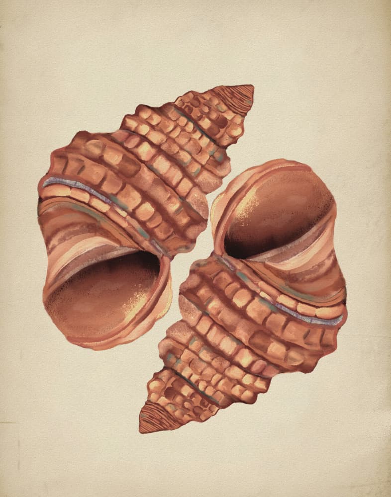 Two Conch Shells by Josie George — canvas wall art