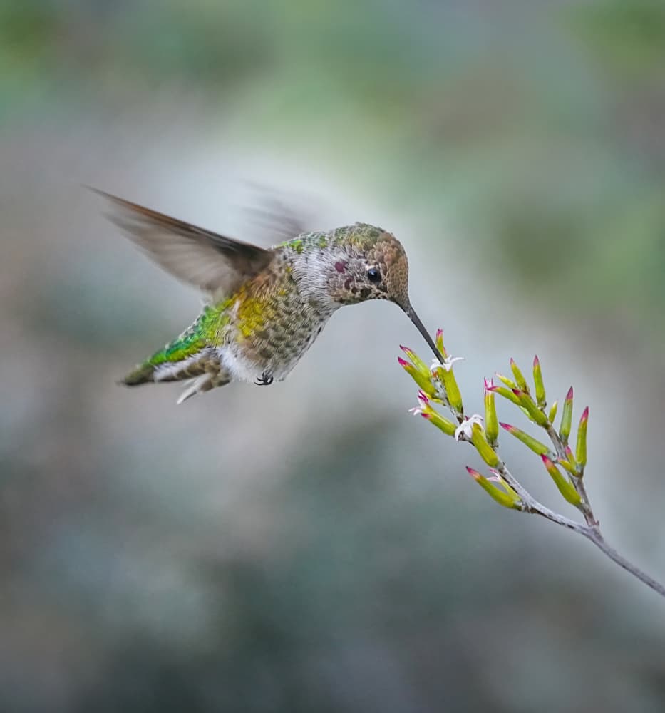 Delicate Hummingbird Feeding by Xiaojian Huang — canvas wall art