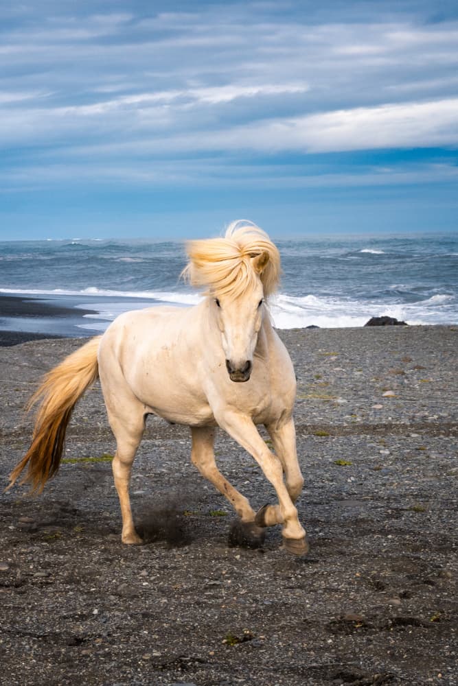 Wild Icelandic Horse by Benton Murphy — canvas wall art