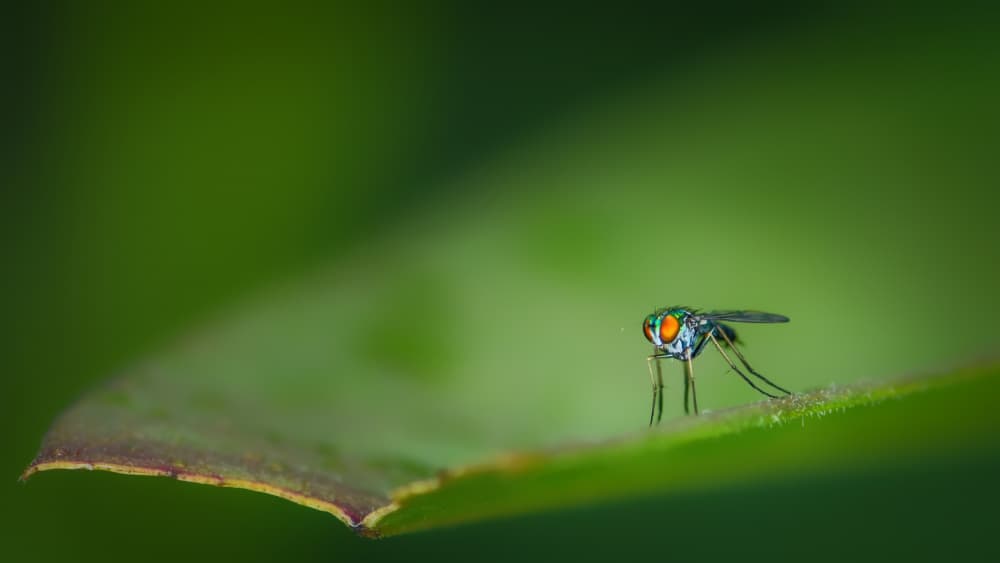 Iridescent Fly Close-up by Xiao Cai — canvas wall art