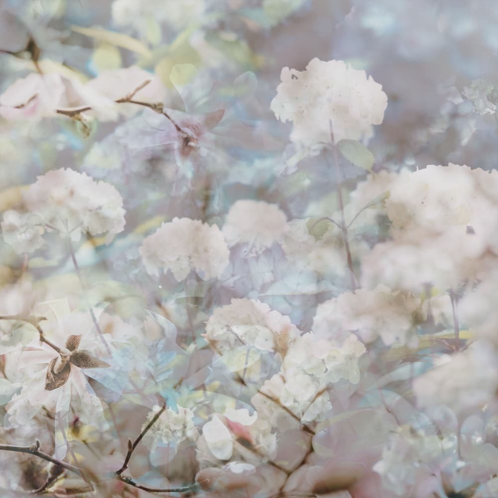 Soft Dreamy Blossoms by Pelin Atilla — canvas wall art