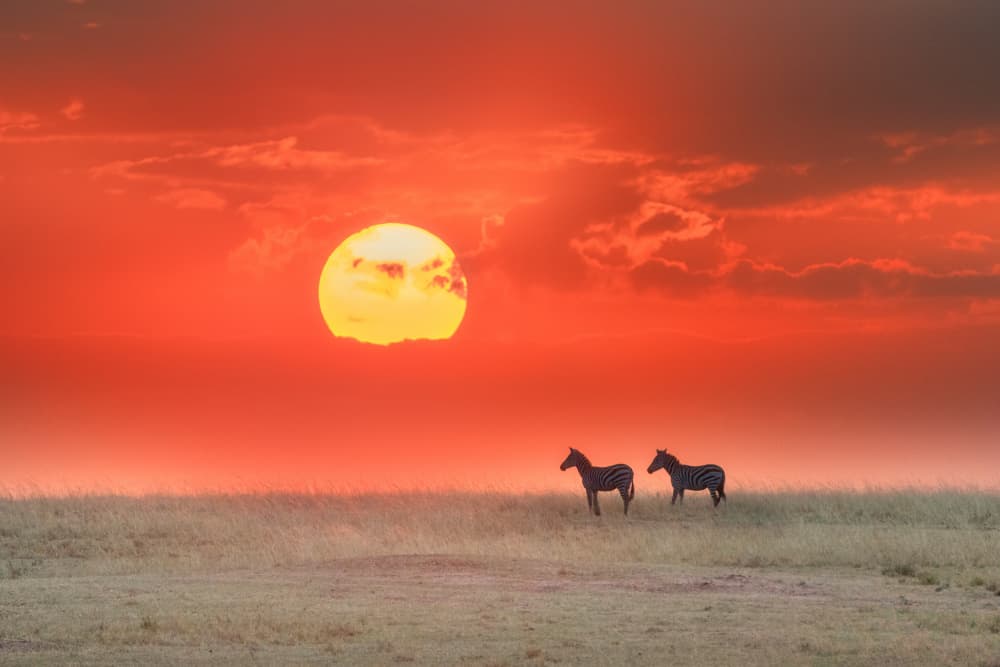 Zebras Red Sunset by Yuan Su — canvas wall art
