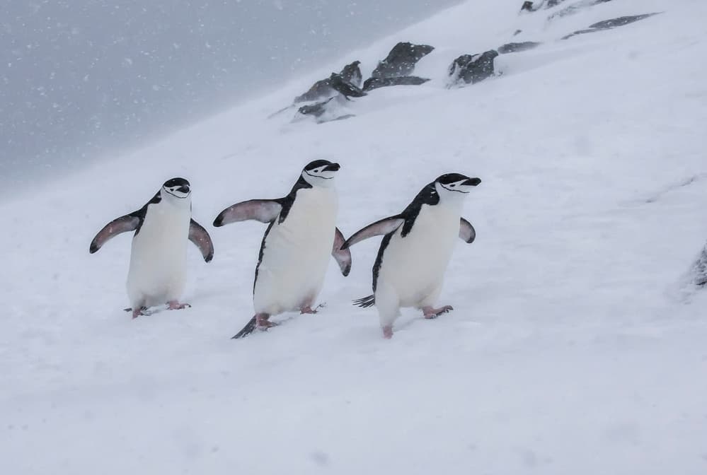 Happy Penguins in Snow by Siyu_Wei APA — canvas wall art
