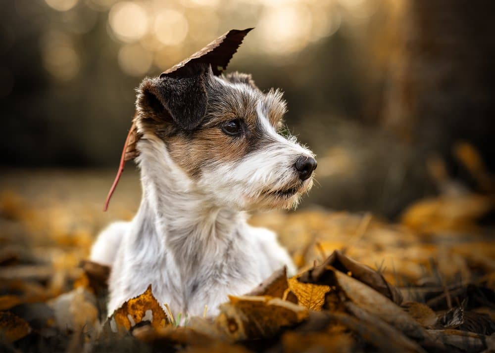 Sweet Puppy Autumn Leaf by Christiane Heggemann — canvas wall art