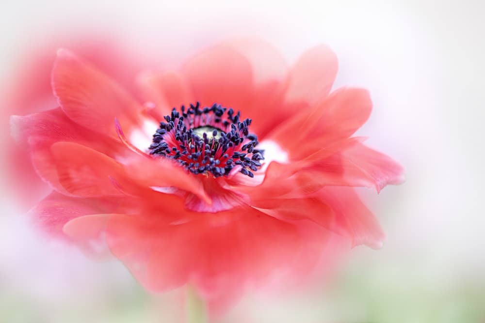 Soft Red Anemone by Jacky Parker — canvas wall art