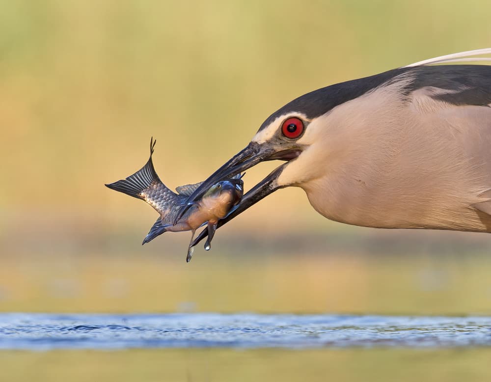 Night Heron's Catch by Cheng Chang — canvas wall art