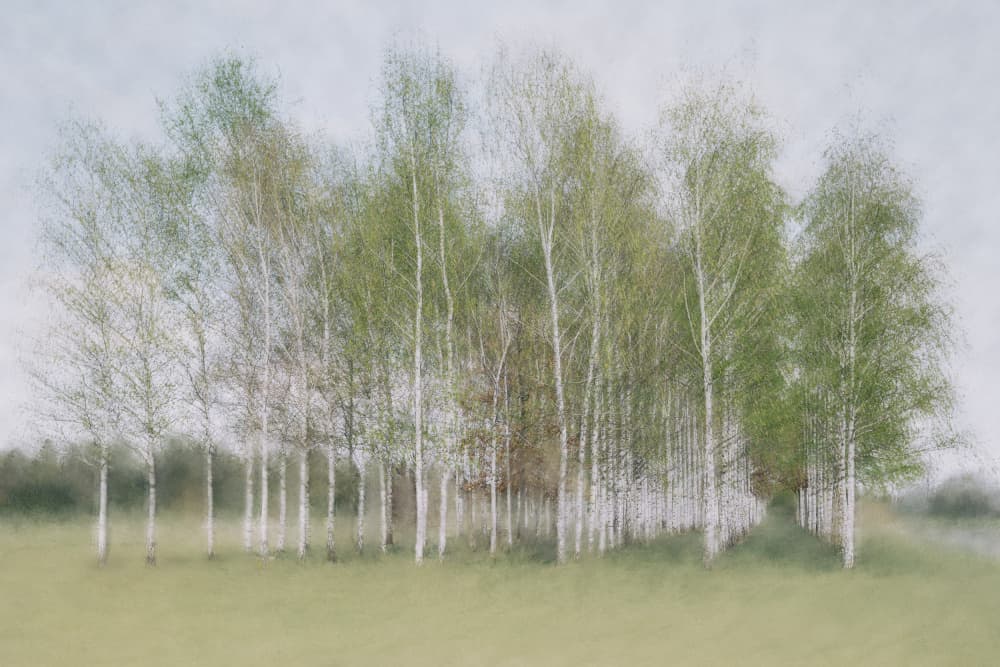 Soft Spring Birch Trees by Roswitha Schleicher-Schwarz — canvas wall art