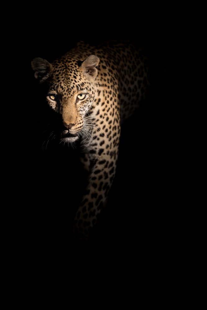 Leopard In Shadow by Richard Guijt — canvas wall art