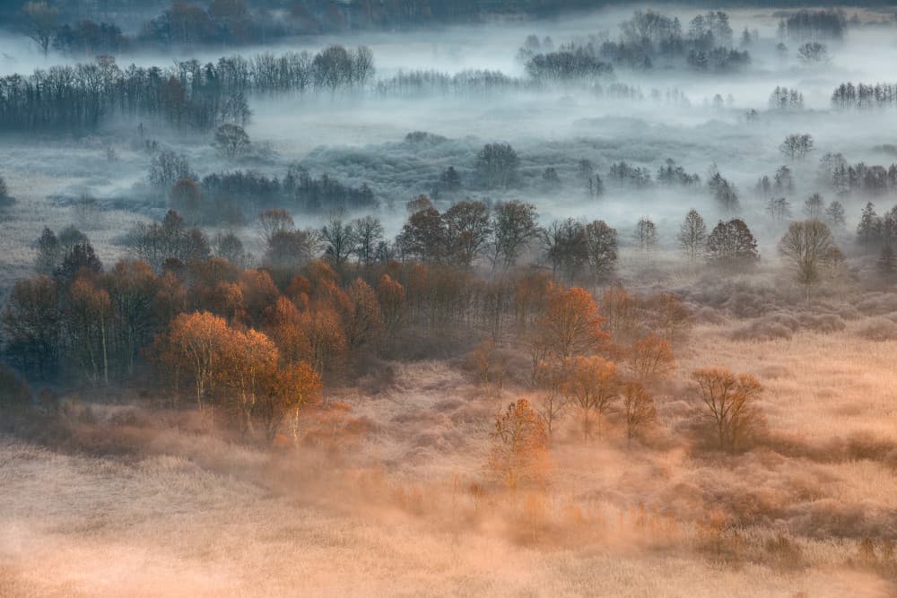 Golden Misty Forest by Fiorenzo Carozzi — canvas wall art