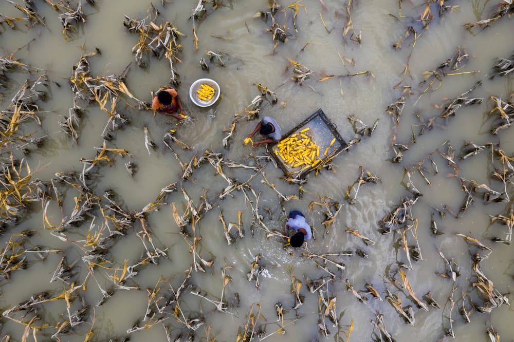 Flooded Corn Harvest by Azim Khan Ronnie — canvas wall art