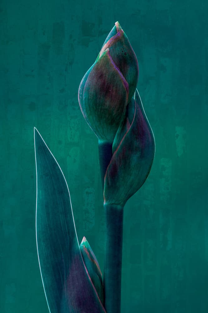Moody Botanical Bloom by Chris Hamilton — canvas wall art
