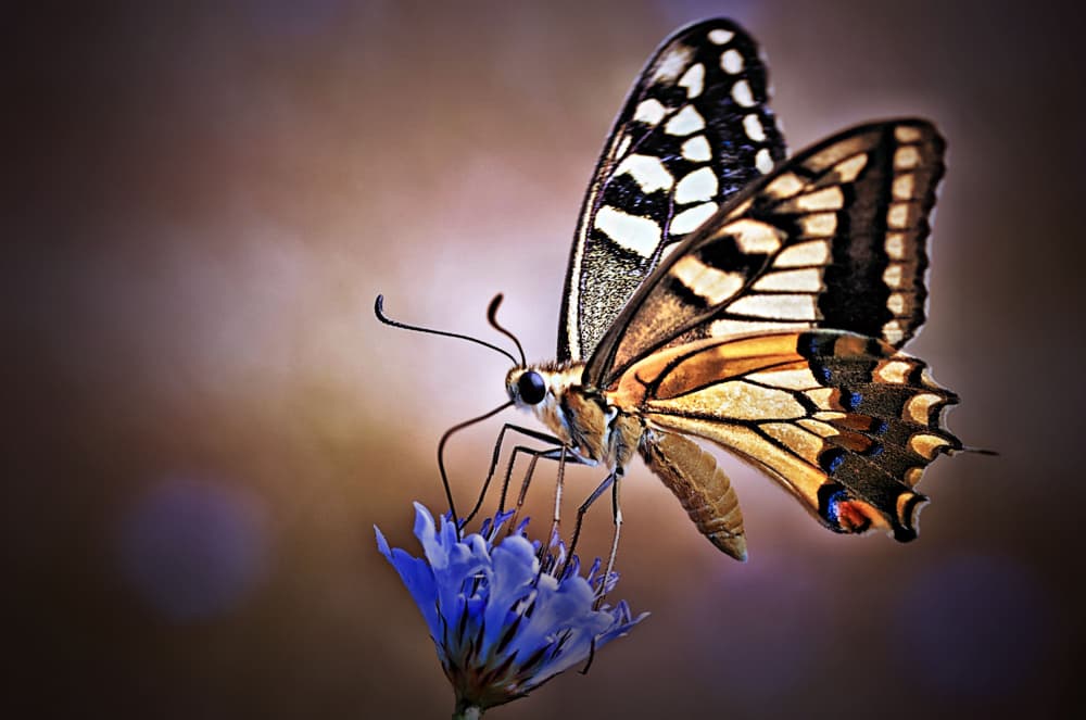 Golden Butterfly on Blue Flower by Riccardo Mazzoni — canvas wall art