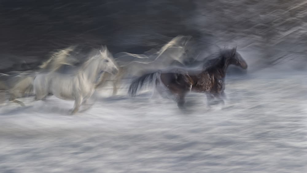 Running Horses Blur by Milan Malovrh — canvas wall art