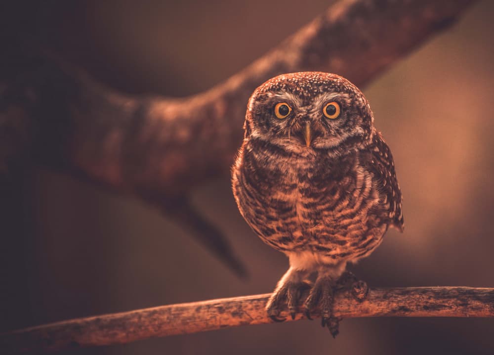 Curious Little Owl by Sumit Dhuper — canvas wall art