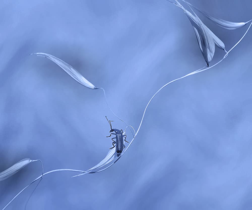 Blue Leaf Insect by Thierry Dufour — canvas wall art
