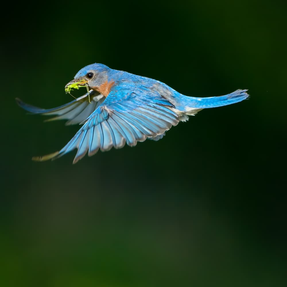 Bluebird In Flight by Alex Li — canvas wall art