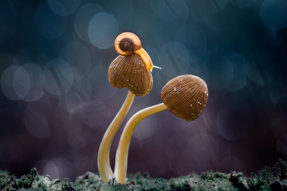 Enchanting Snail Mushroom by Hendy Mp — canvas wall art