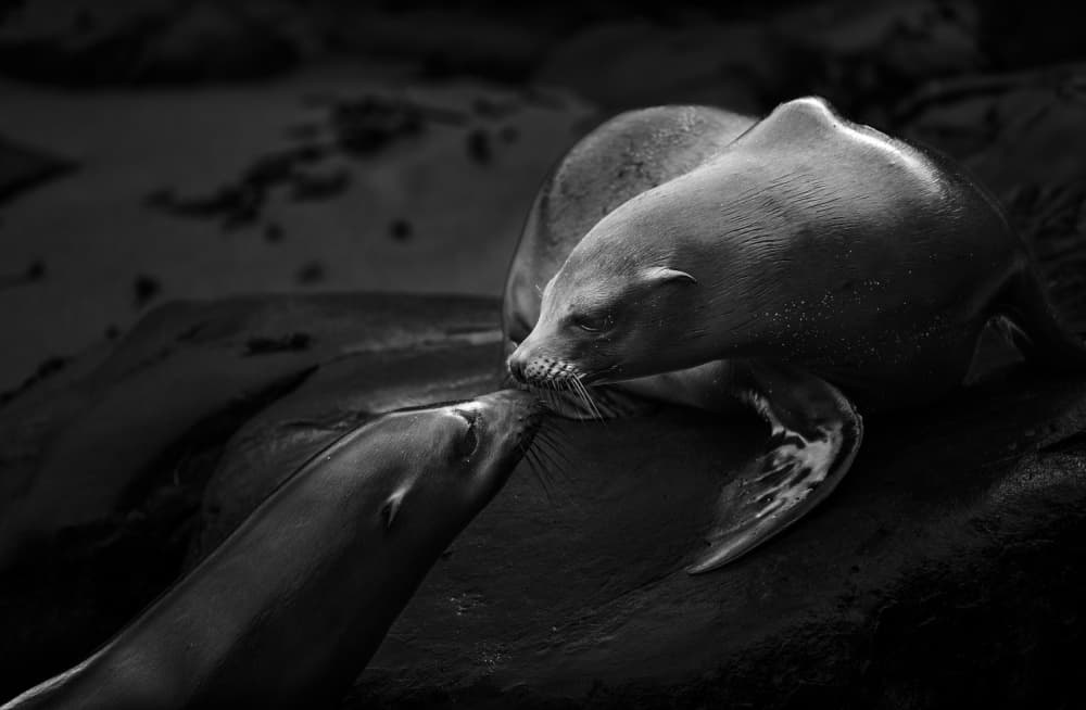 Mother Pup Embrace by Allen SDCA — canvas wall art