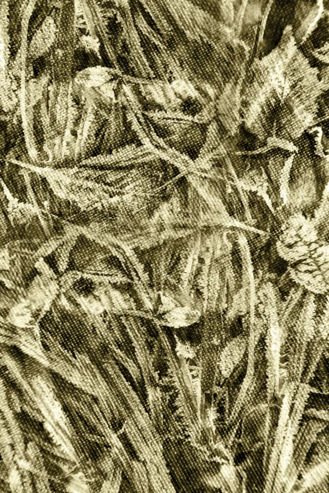 Rustic Leaf Texture by Christina Sillen — canvas wall art