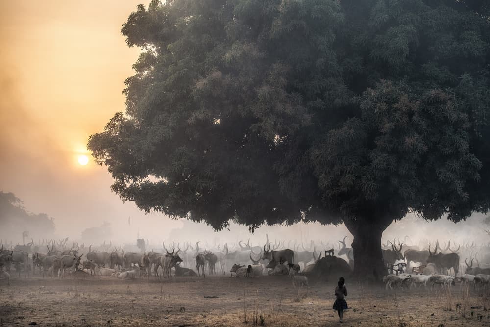 Golden Herd At Dawn by Trevor Cole — canvas wall art