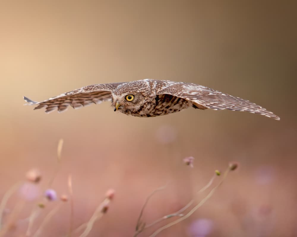 Graceful Owl Flight by Lisandro PEREZ — canvas wall art