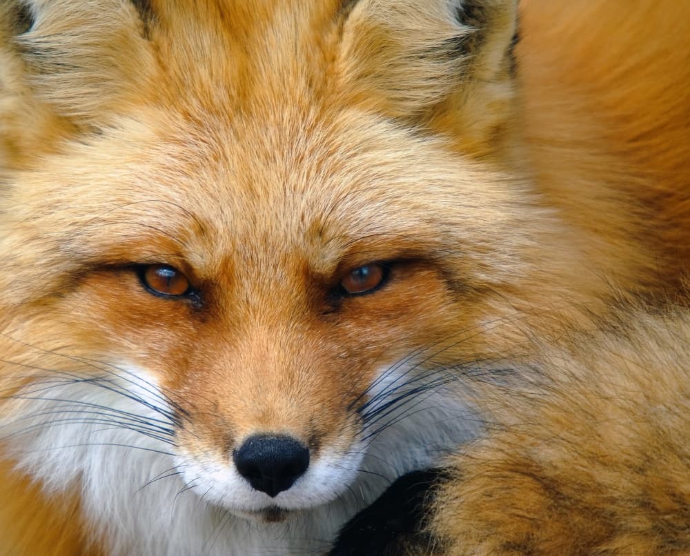 Watchful Red Fox by Alain Turgeon — canvas wall art