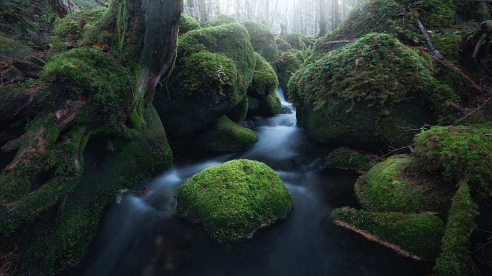 Misty Mossy Stream by Masaki Sugita — canvas wall art