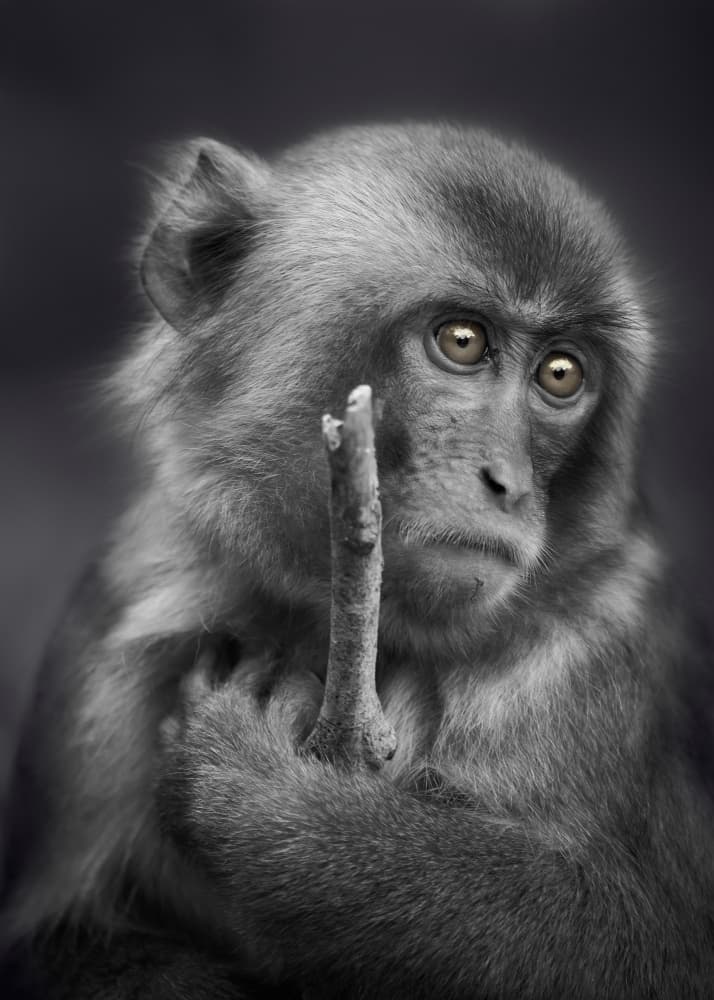 Thoughtful Monkey With Stick by Kaisyakuji Yushi — canvas wall art