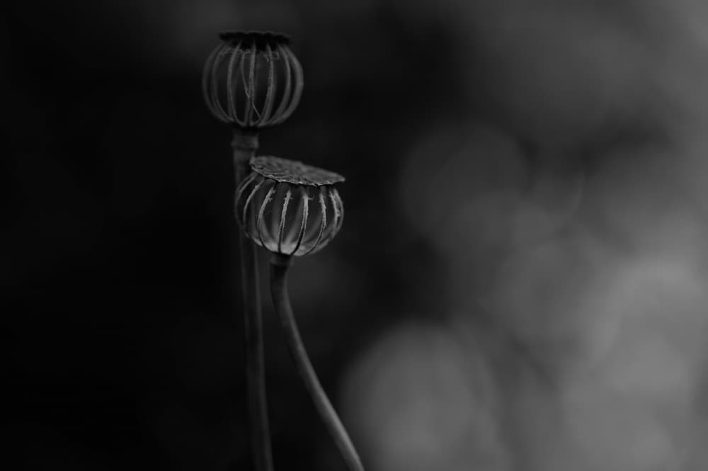 Quiet Poppy Pods by Lotte Grønkjær — canvas wall art