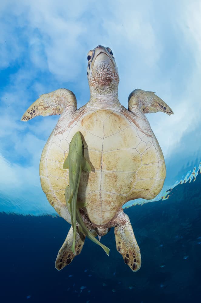 Ocean Turtle Sky Reflection by Barathieu Gabriel — canvas wall art