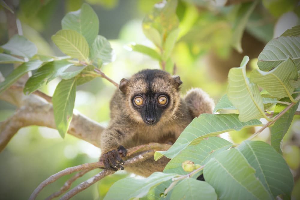 Curious Lemur Gaze by Serge Melesan — canvas wall art