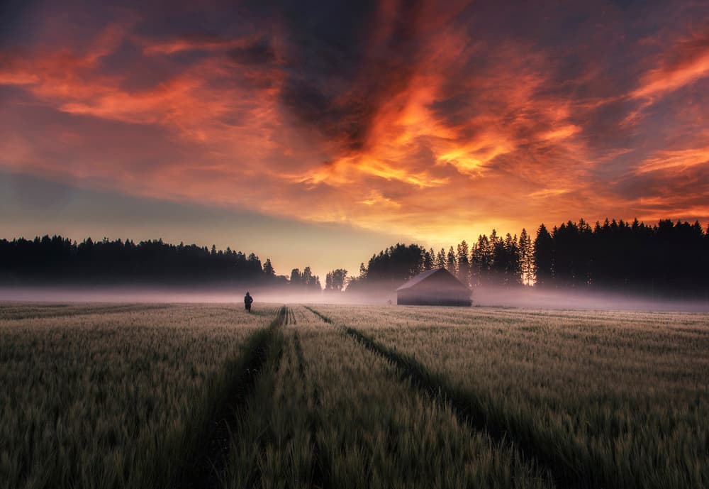 Sunrise Over Misty Field by Mika Suutari — canvas wall art