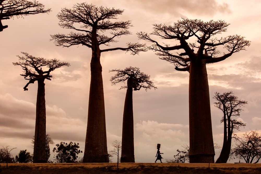 Madagascar Baobab Sky by Dan Mirica — canvas wall art