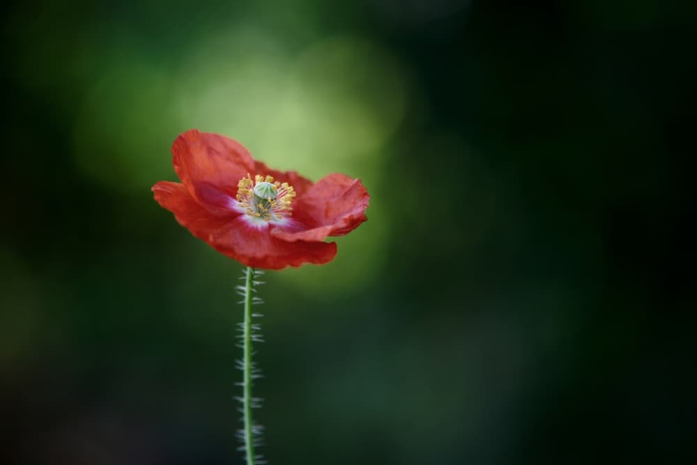 Vibrant Red Poppy by Lotte Grønkjær — canvas wall art
