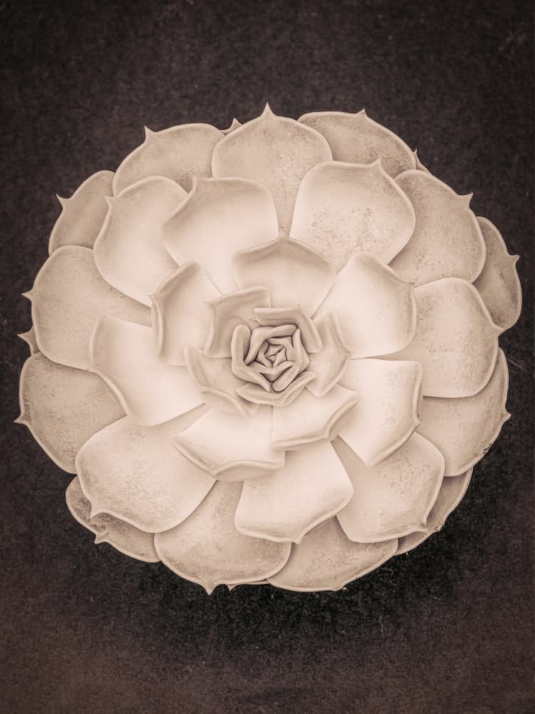 Elegant Succulent Rosette by Pictufy Studio III — canvas wall art
