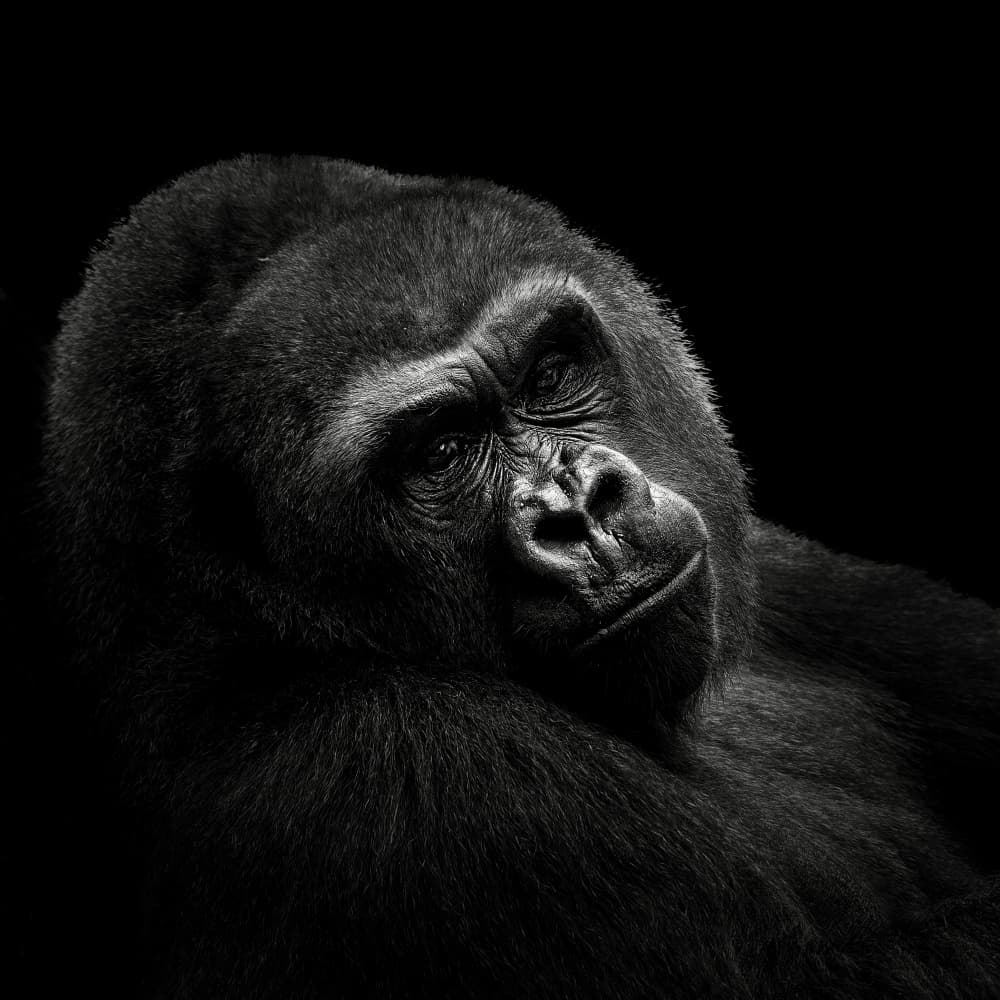 Thoughtful Gorilla Portrait by Christian Meermann — canvas wall art