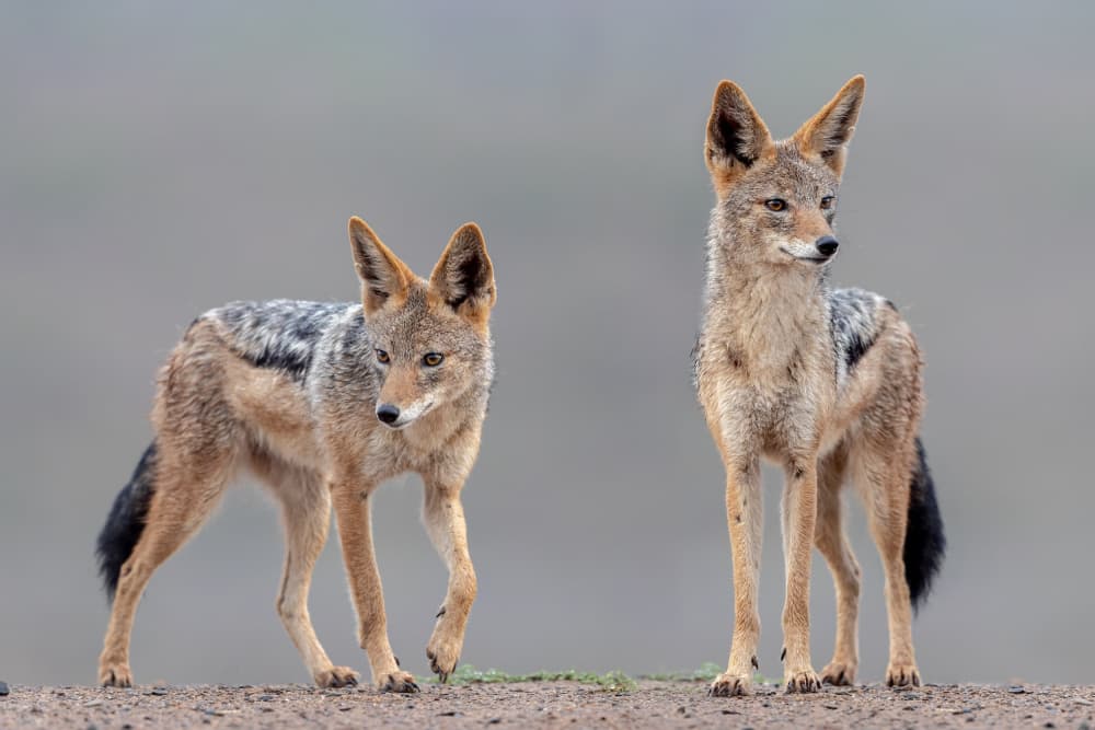 African Jackal Duo by Alessandro Catta — canvas wall art