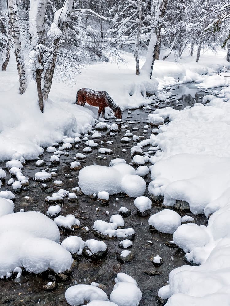 Snowy Forest Horse by Hua Zhu — canvas wall art