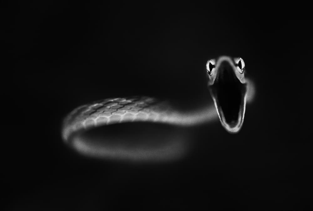 Menacing Dark Snake by Thomas Haney — canvas wall art