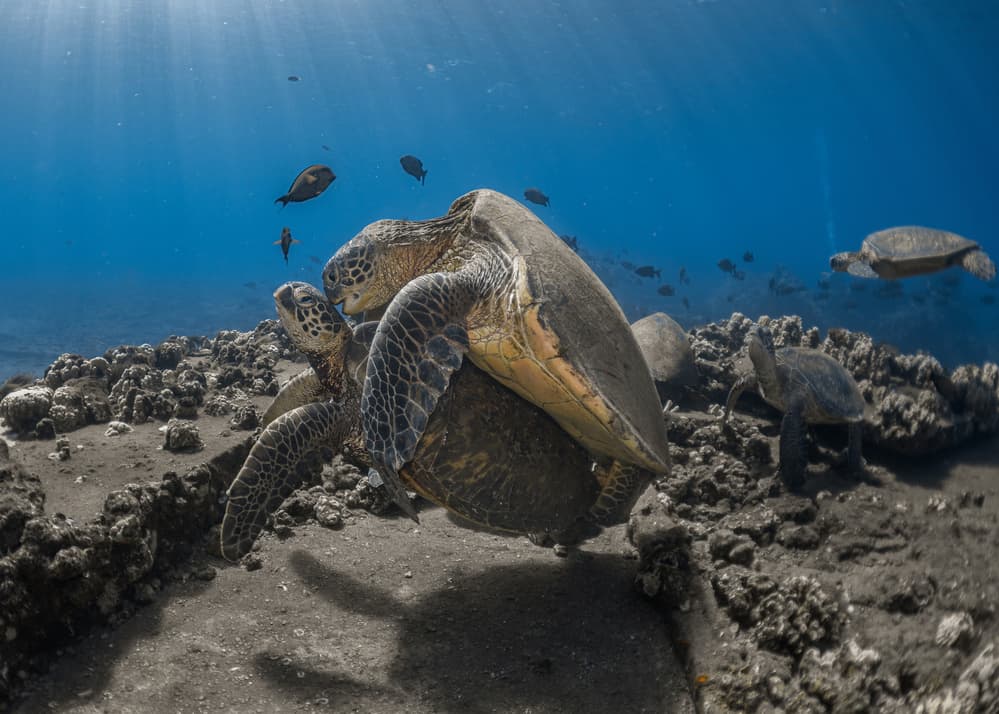 Mating Sea Turtles by Jennifer Lu — canvas wall art