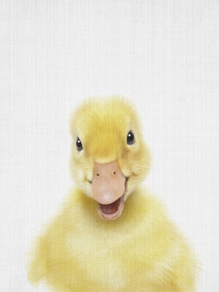 Smiling Baby Duck by Lila &amp; Lola — canvas wall art