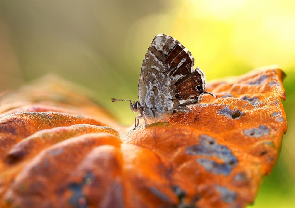 Delicate Autumn Butterfly by Thierry Dufour — canvas wall art