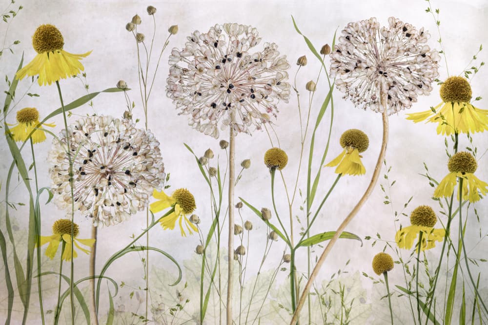 Alliums and heleniums by Mandy Disher — canvas wall art