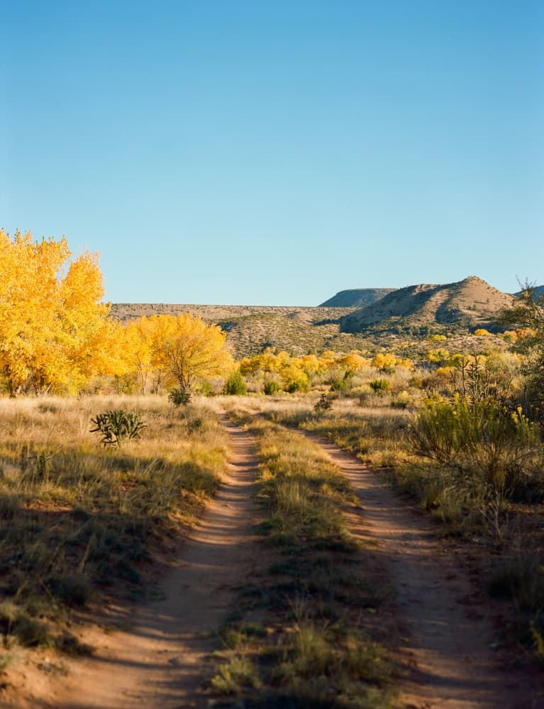 Golden Desert Path by Bethany Young — canvas wall art