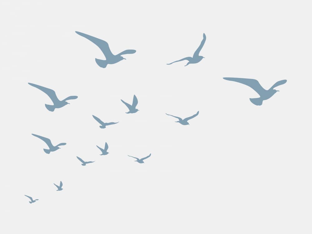 Seagulls White Background by Jolly and Dash — canvas wall art