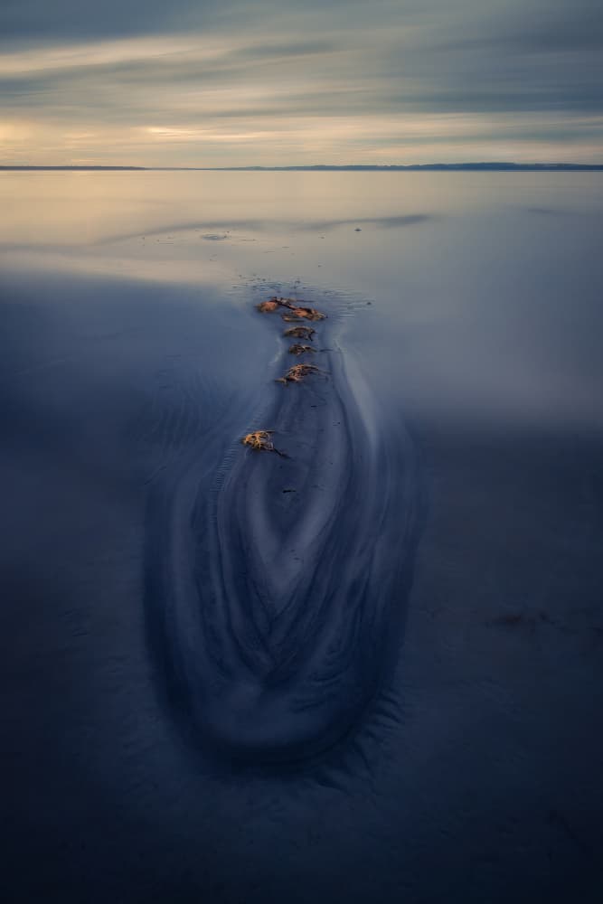 Blue Shore Horseshoe Crabs by Alex Zhao — canvas wall art
