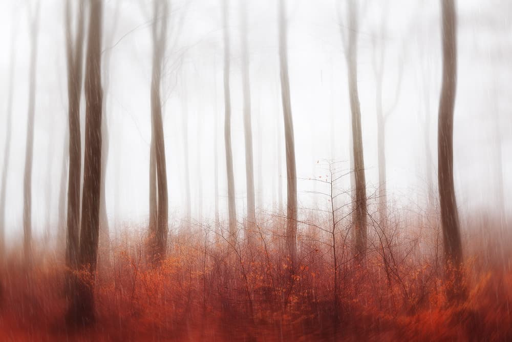 Misty Red Forest by Gustav Davidsson — canvas wall art