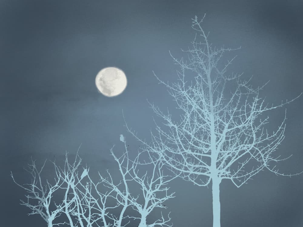 Moonlit Winter Night
