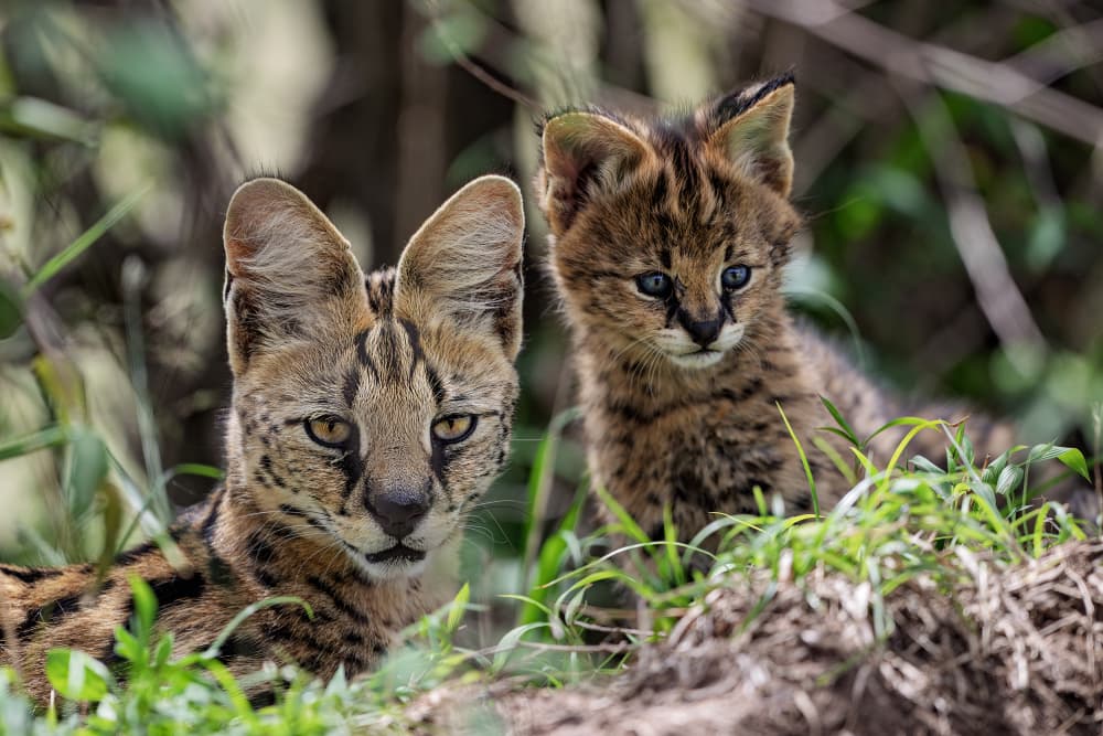 Serval And Blue-Eyed Kitten by Alessandro Catta — canvas wall art